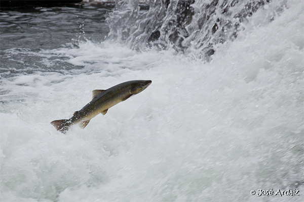 Imagen de un salmón remontando el río Bidaosa
